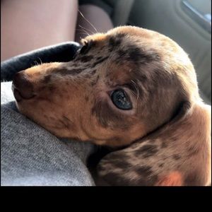 Meet your Posher, Tracie